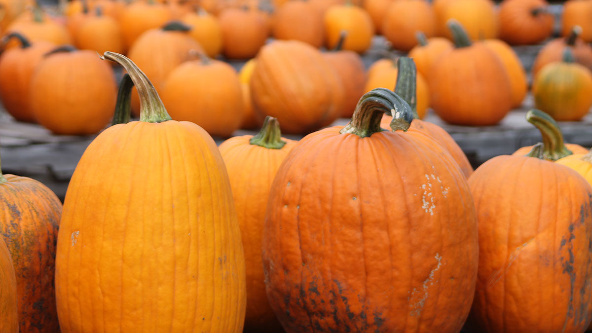 Pumpkinville pumpkins